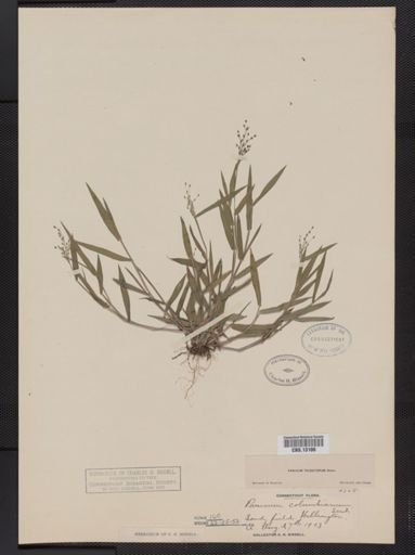 Panicum columbianum tsugetorum