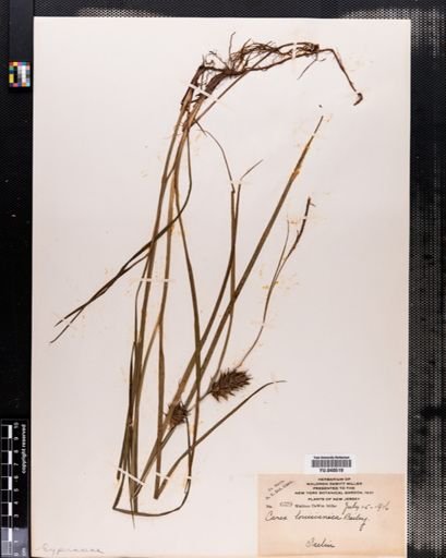 Carex louisianica