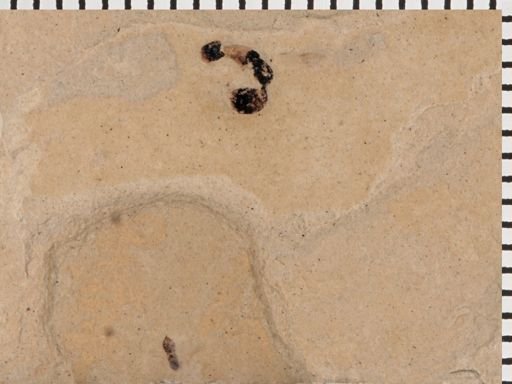 undet. Hymenoptera