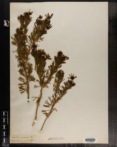Plantae