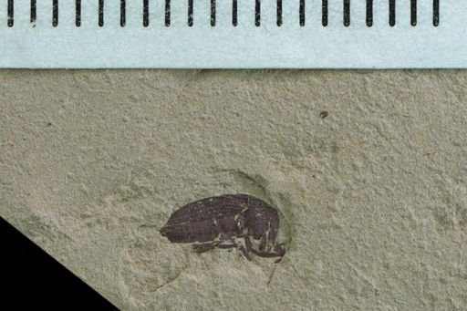 undet. Curculionidae