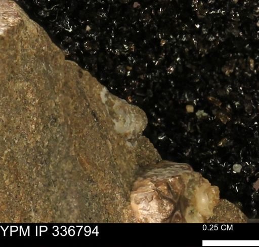 undet. Mollusca