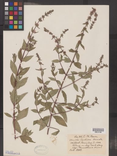 Mentha cardiaca