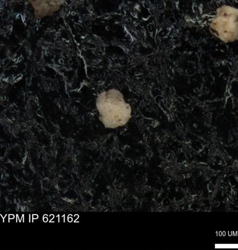 undet. Foraminiferida