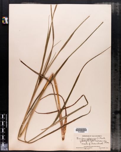 Scirpus cyperinus