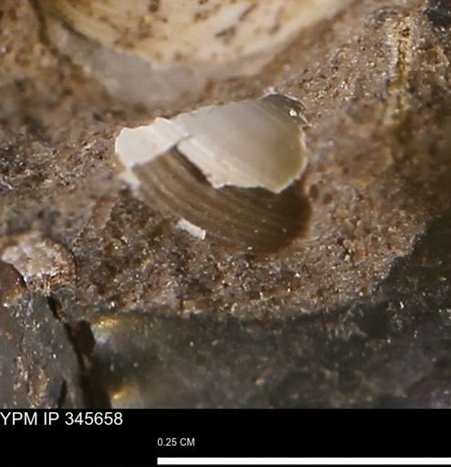 Corbulamella?