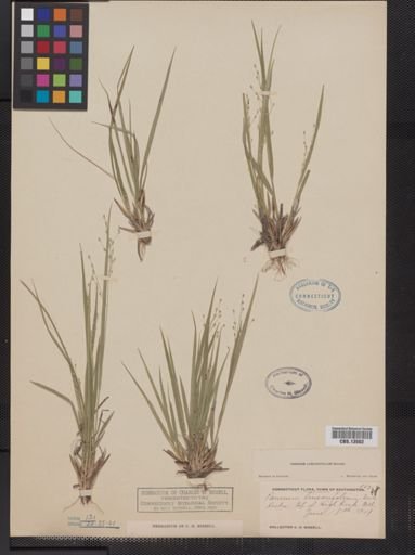 Panicum linearifolium