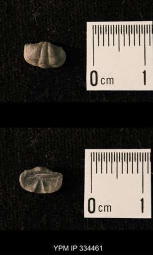 Mesolobus lioderma