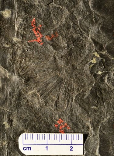 Annularia sp.