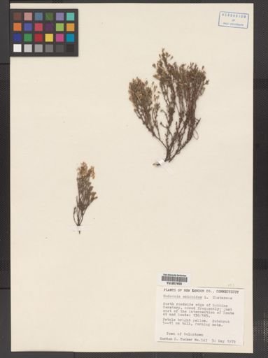 Hudsonia ericoides