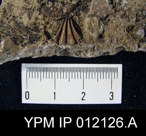 Hustedia diabloensis