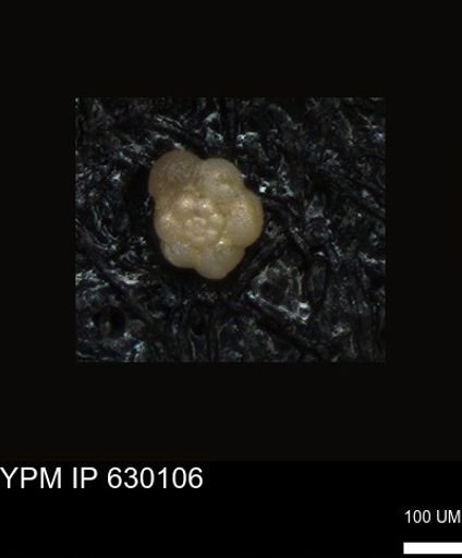 undet. Foraminiferida