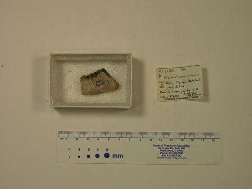 Archaeohyrax suniensis