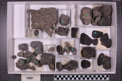 mixed taxa, stratigraphic collection