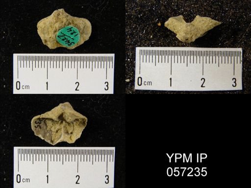 Delthyris octocostata