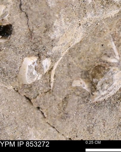 Limopsis? striatopunctatus