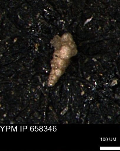 Verneuilinoides kansasensis