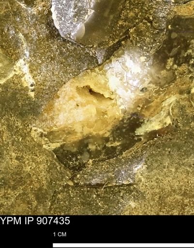 undet. Mollusca