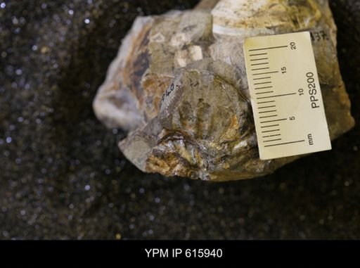 undet. Scaphitidae