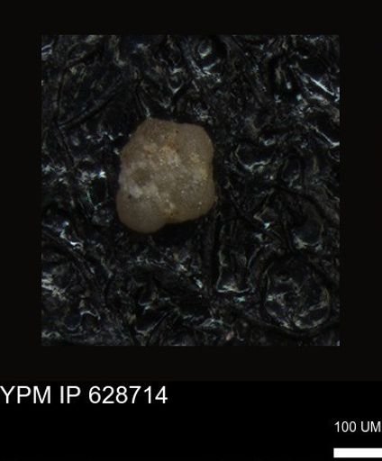 undet. Foraminiferida