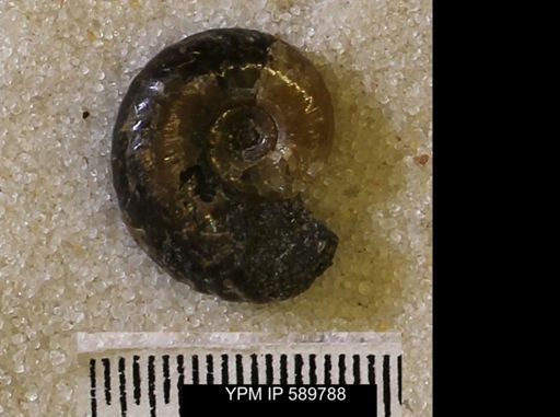 Jeletzkytes nebrascensis