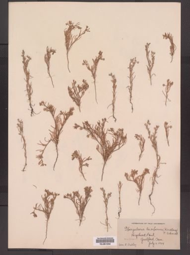 Spergularia marina