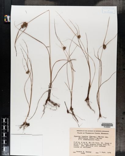 Cyperus macilentus x schweinitzii
