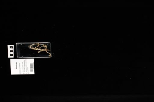 Aspidoscelis tigris