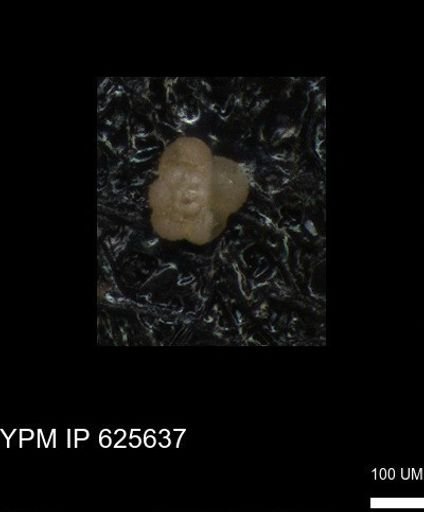 undet. Rugoglobigerinidae