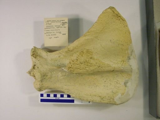 Teleoceras fossiger