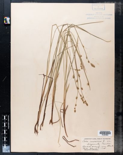 Carex canescens