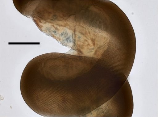 Stephanomia amphytridis