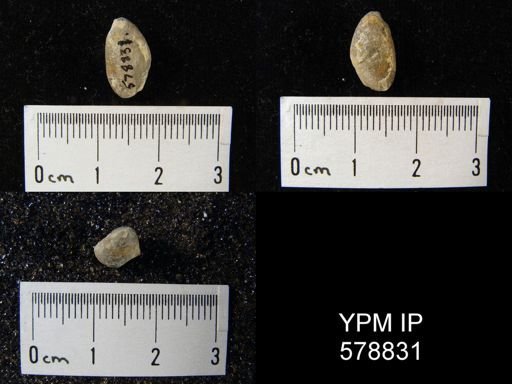 Dielasma sp.