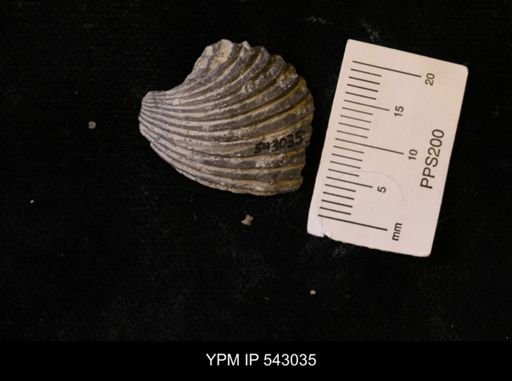 Callipleura sp.