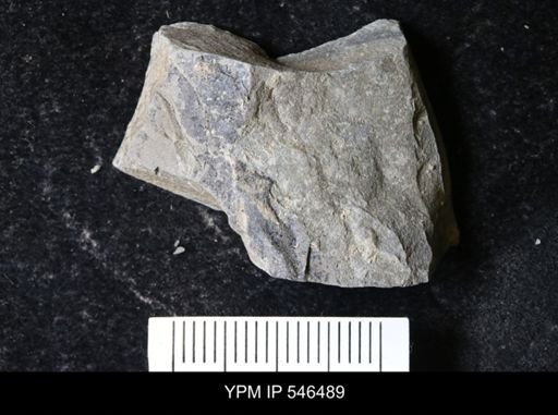 undet. Eurypterida