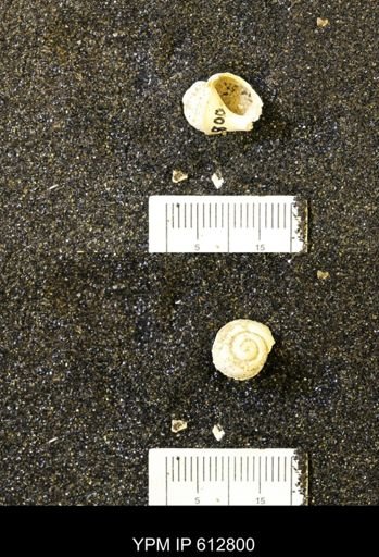 Vanikoropsis sp.