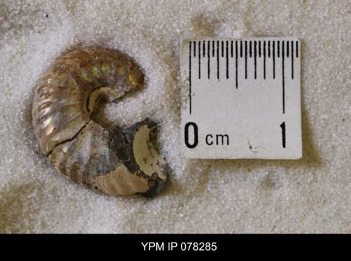 undet. Scaphitidae