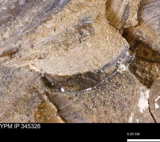 undet. Bivalvia