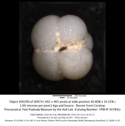 Neogloboquadrina incompta