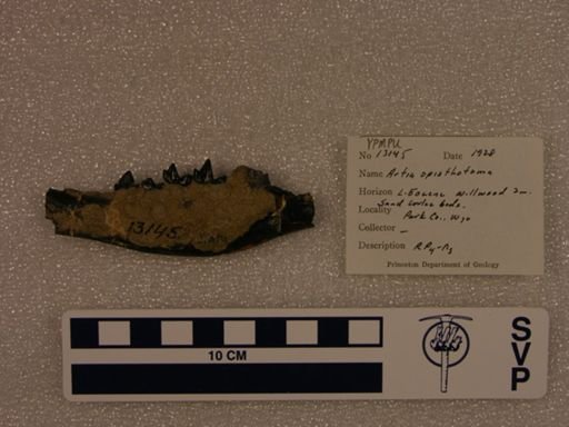 Arfia opisthotoma