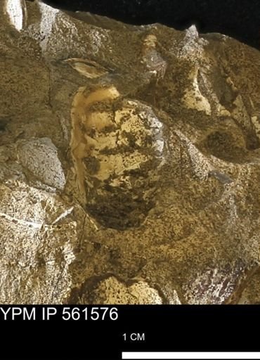 undet. Mollusca
