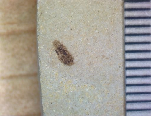 Coleoptera?
