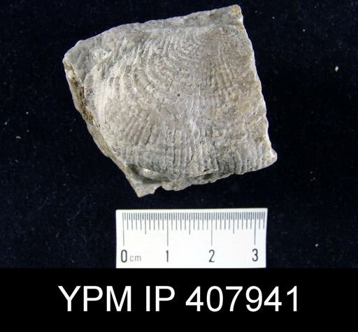 Dictyoclostus sp.