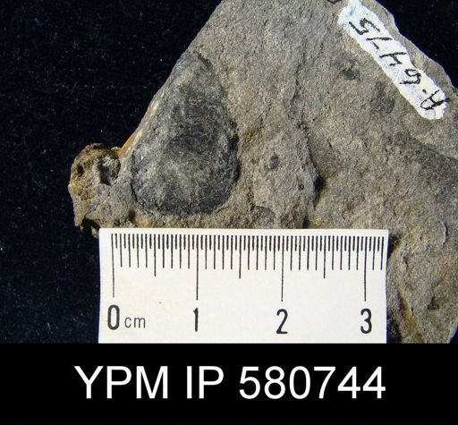 undet. Linguloidea