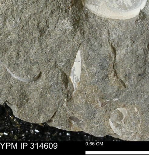 undet. Mollusca
