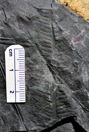 Pecopteris sp.