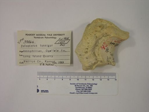 Teleoceras fossiger