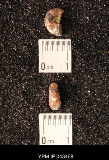 Hoploscaphites nicolletii
