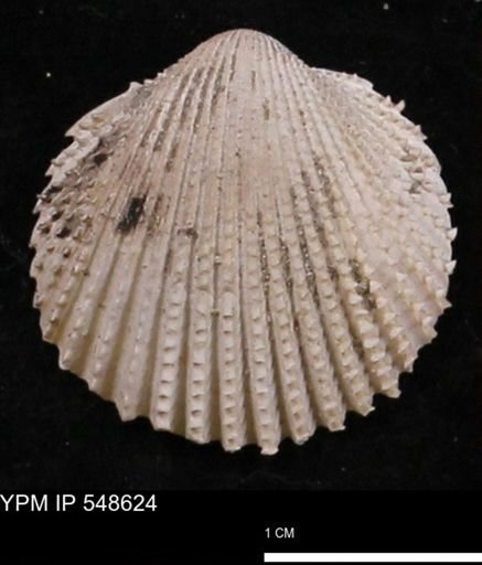 Trachycardium emmonsi