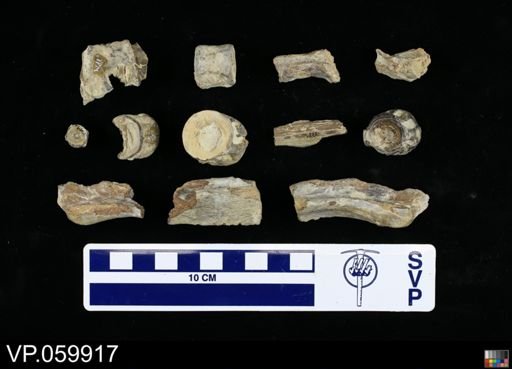 undet. Actinopterygii